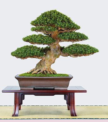 第23回 錦秋展 受賞樹［白琳］山口義昭