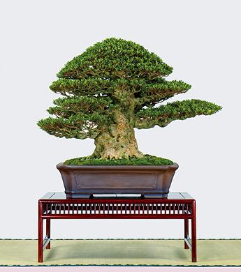 第23回 錦秋展 受賞樹［日光］大塚陽一