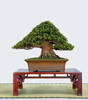 第23回 錦秋展 受賞樹［一生の春］大野清