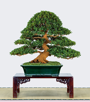 第23回 錦秋展 受賞樹［大盃］宮原昭世