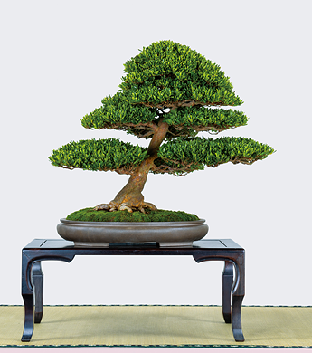 第23回 錦秋展 受賞樹［松波］髙𣘺吉夫