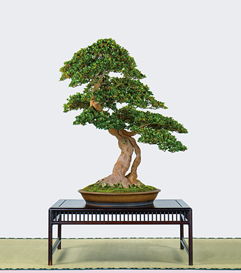 第23回 錦秋展 受賞樹［紫竜の舞］栃本勝雄