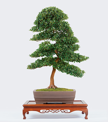 第23回 錦秋展 受賞樹［紅影］小林秀章