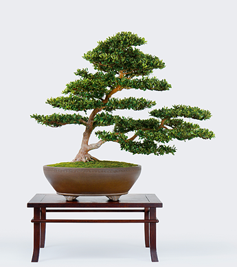 第23回 錦秋展 受賞樹［上の山キリン］小野澤共市